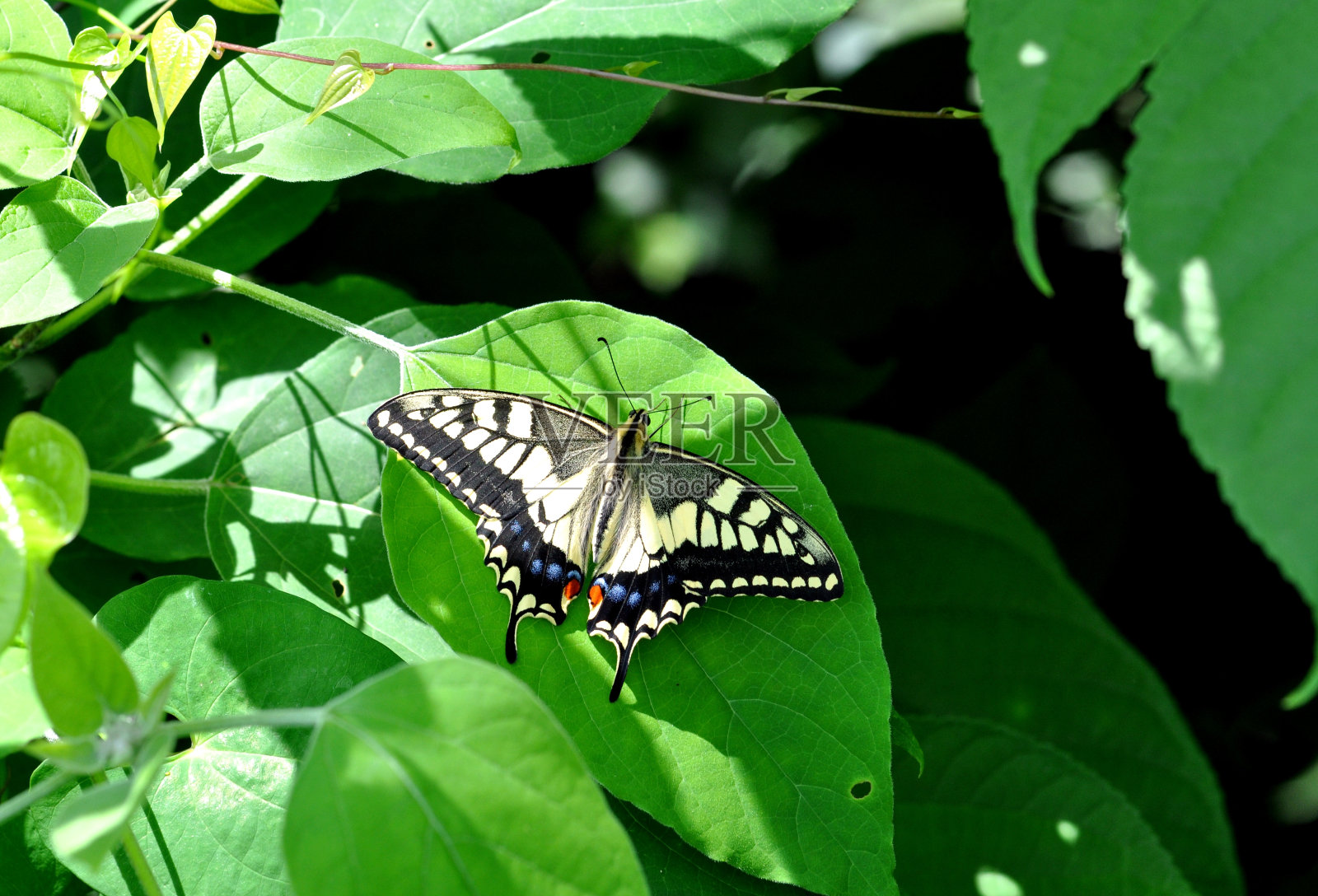 帕皮里奥·马查恩照片摄影图片