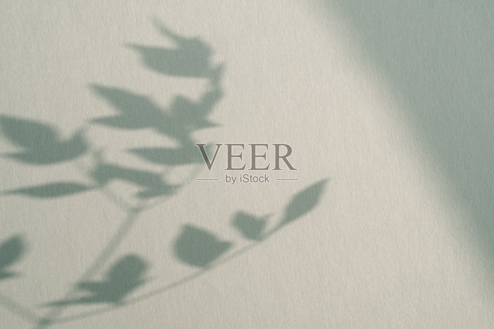 植物阴影和复制空间照片摄影图片