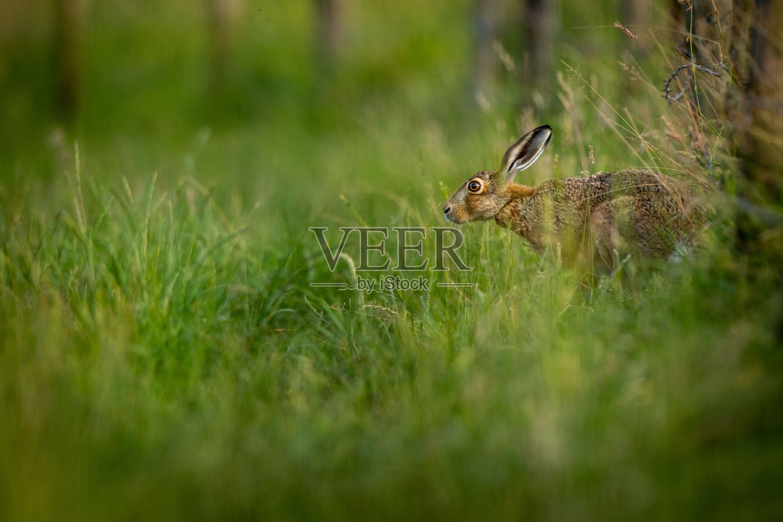 一只兔子在开阔的田野里跳来跳去照片摄影图片