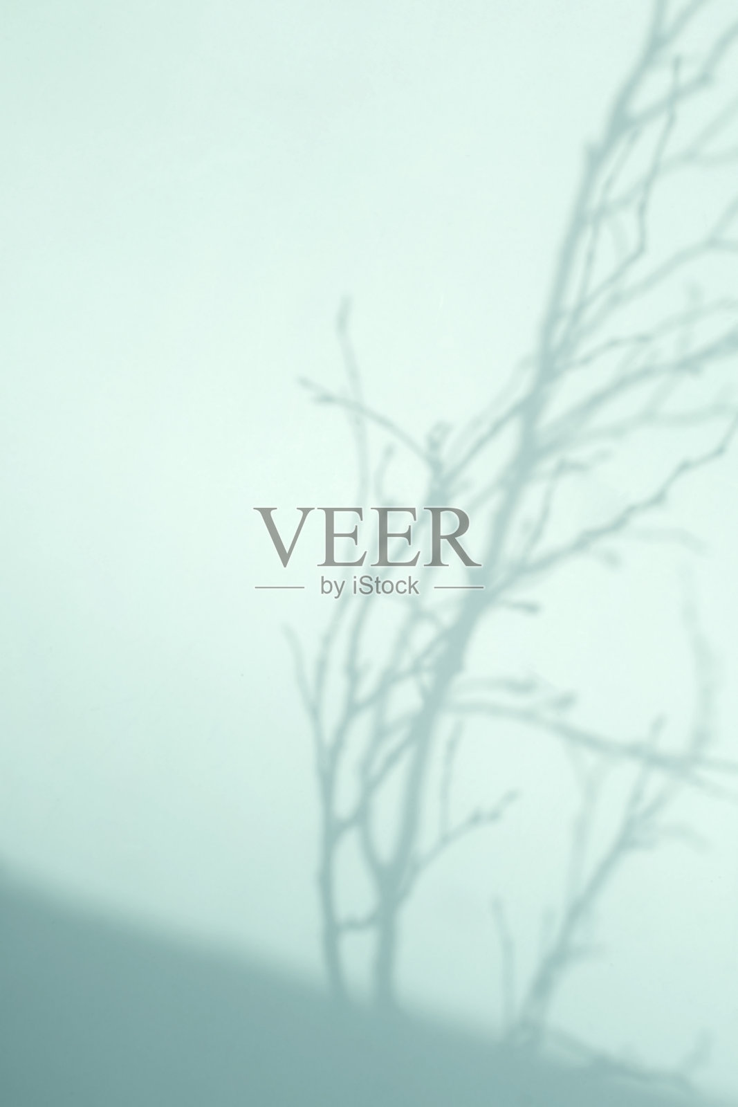 植物阴影和复制空间照片摄影图片