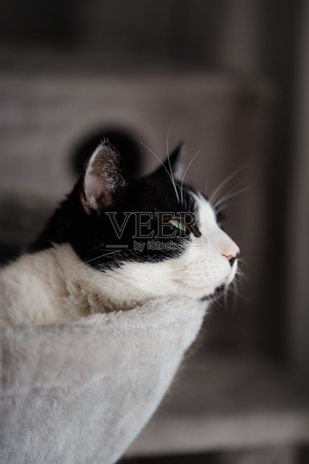 一只美丽的绿眼睛燕尾服猫放松的垂直特写镜头照片摄影图片