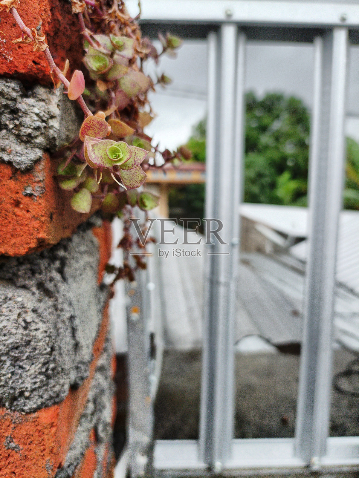 观赏植物或室内植物照片摄影图片