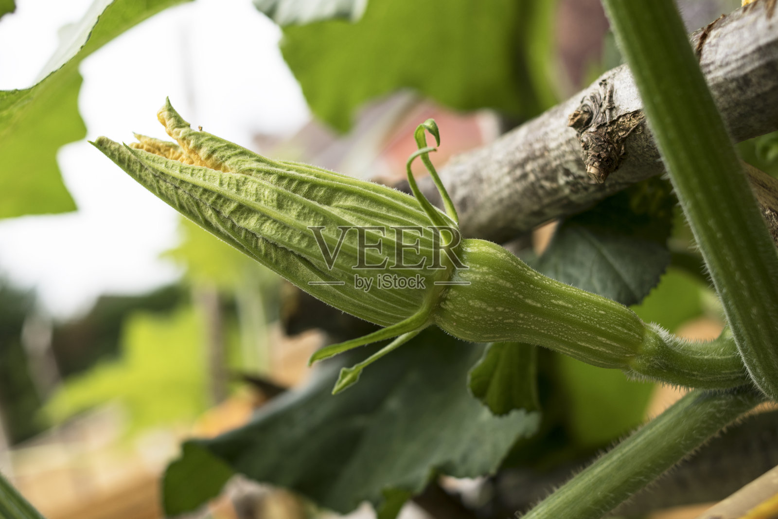 胡桃压扁花蕾照片摄影图片