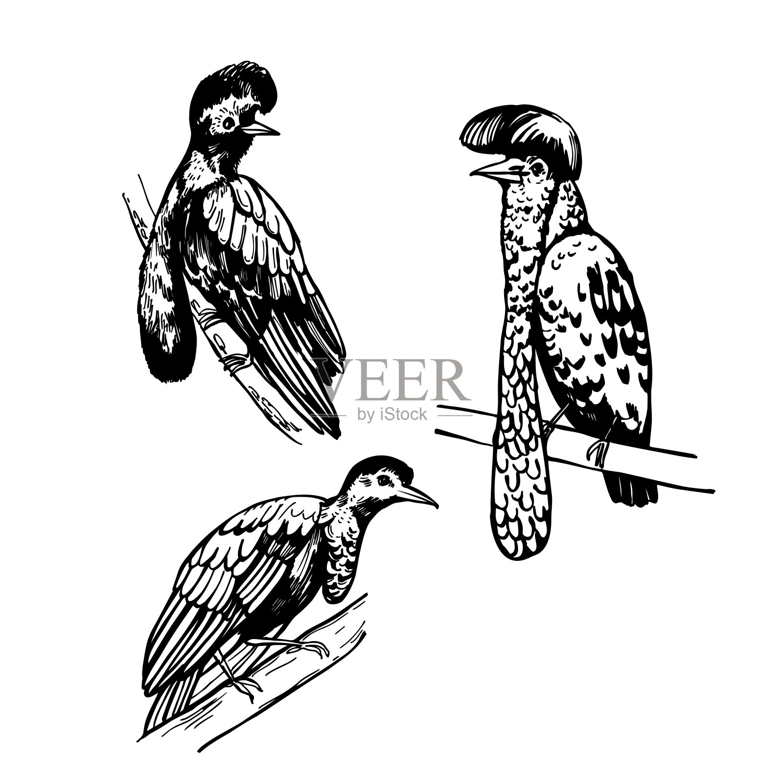 长垂肢伞状动物(头翼目)。示意图说明。设计元素图片