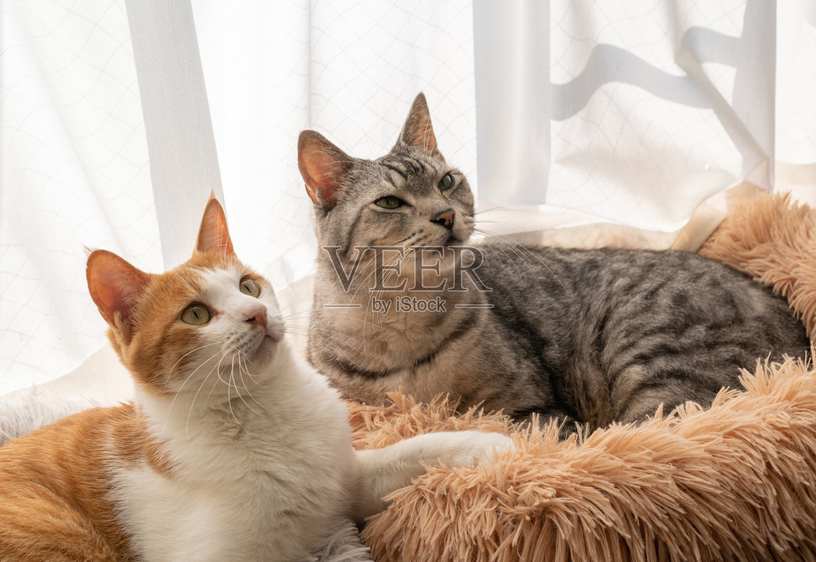 两只猫照片摄影图片