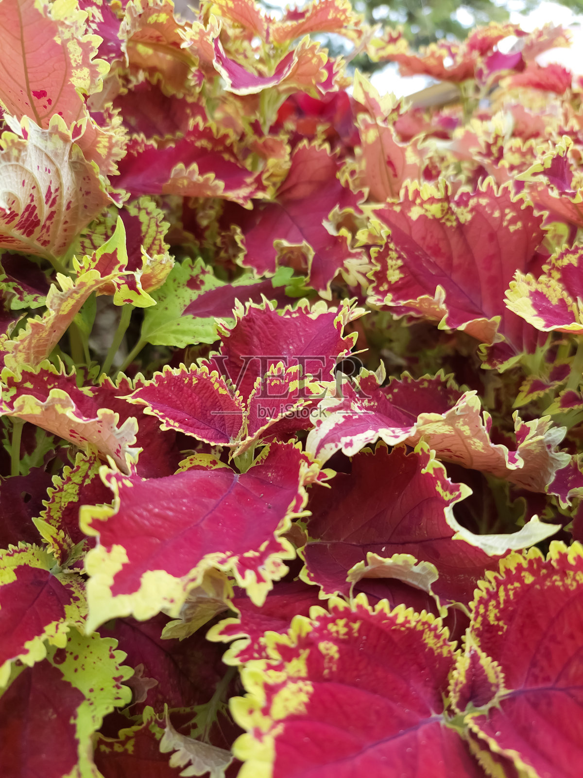 Miana植物照片摄影图片