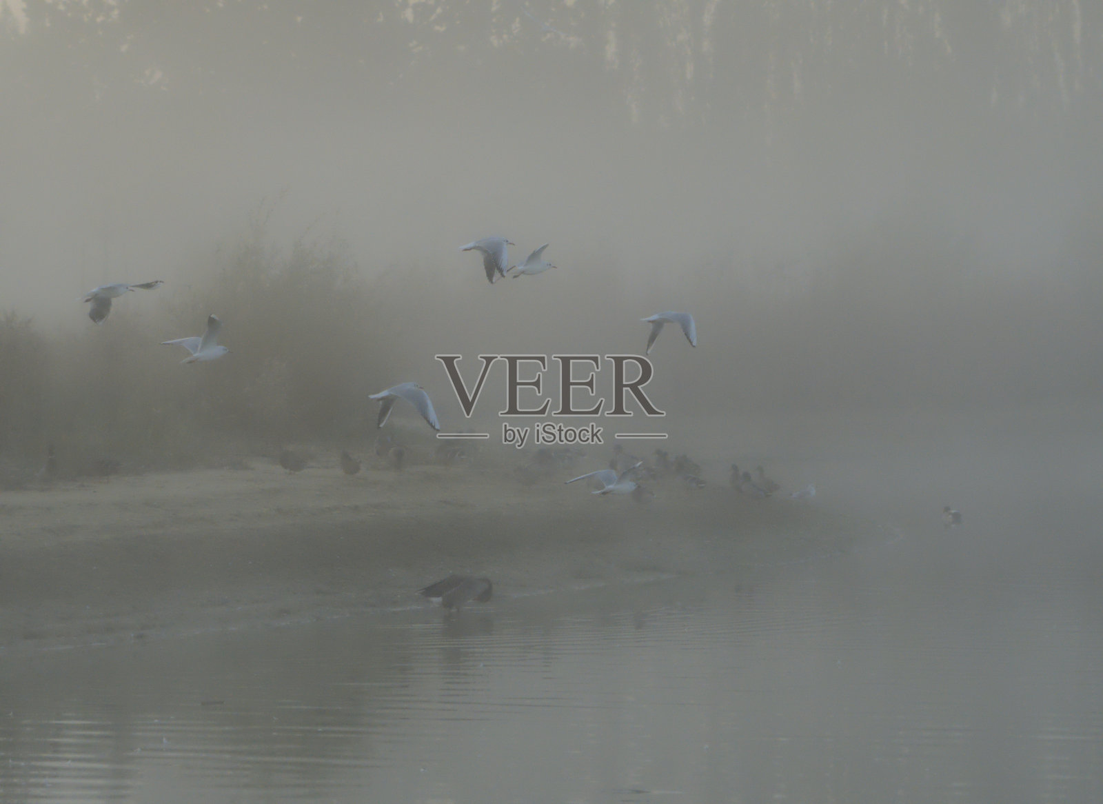 有雾的湖面上的飞鸟照片摄影图片