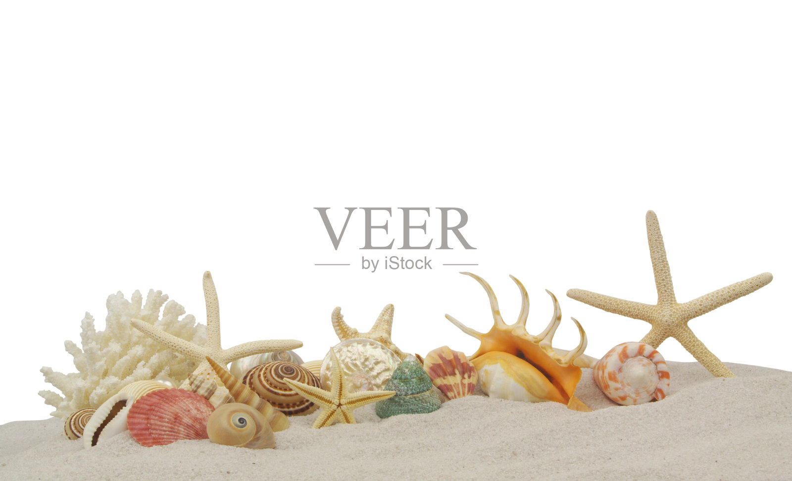 贝壳、海星和珊瑚在白色背景的沙滩上分叉。照片摄影图片