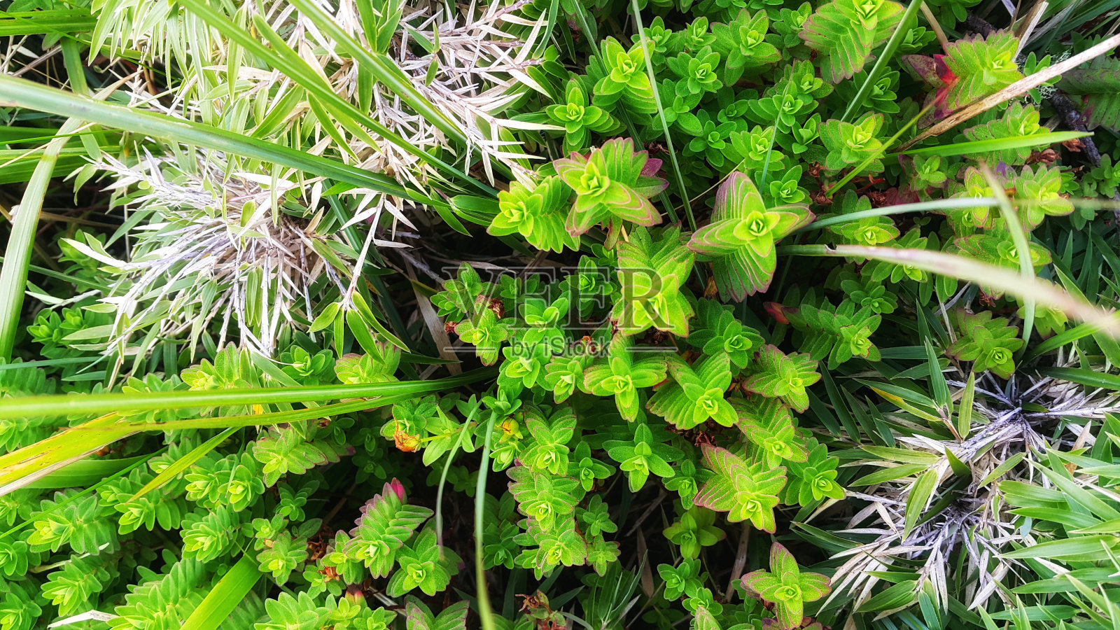 新鲜绿色植物的高角度观察照片摄影图片