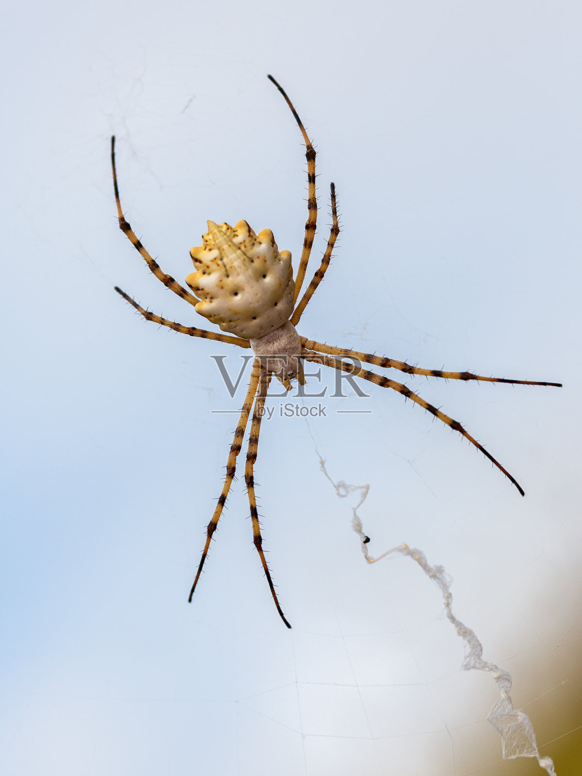 Argiope兜水母目照片摄影图片