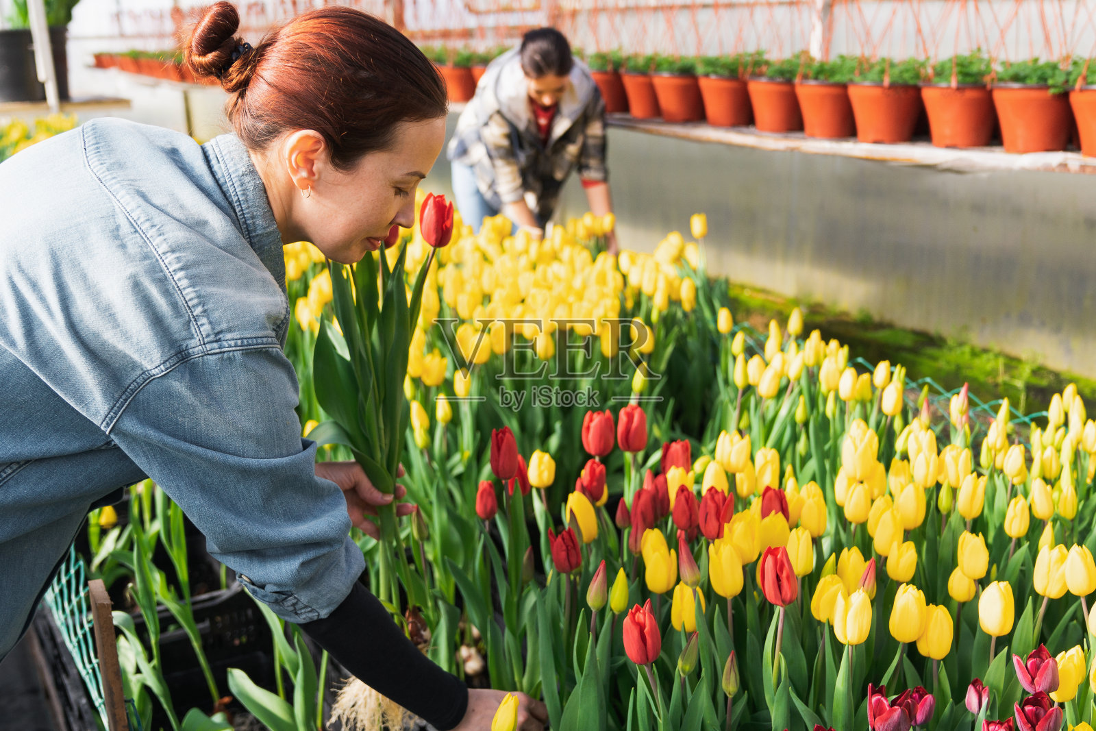 妇女们在花房里采摘红色和黄色的郁金香。照片摄影图片