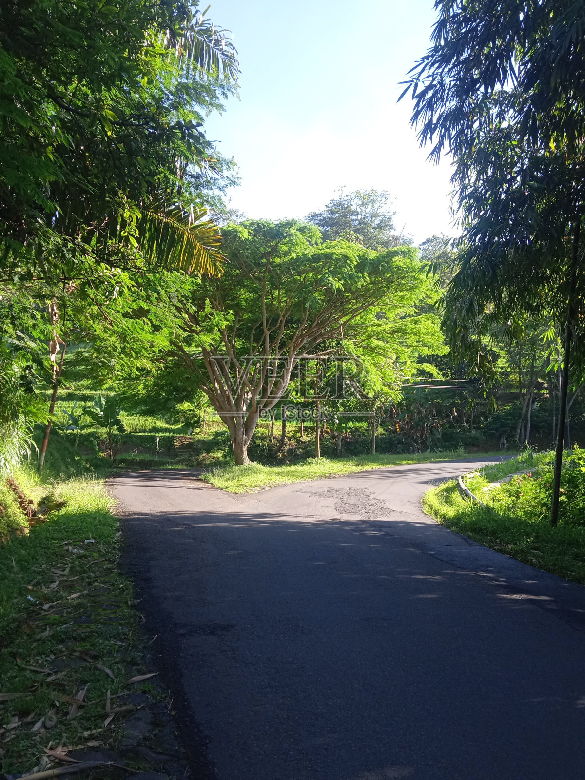 分叉的道路照片摄影图片