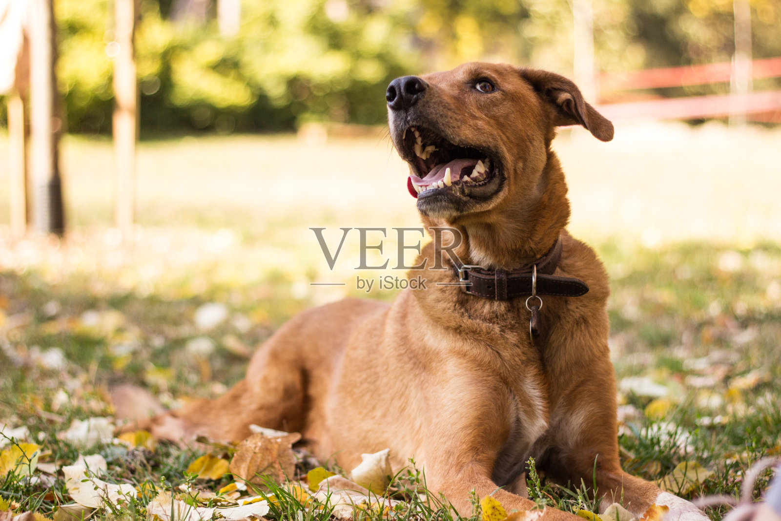可爱俏皮的狗在秋天的彩色树叶照片摄影图片
