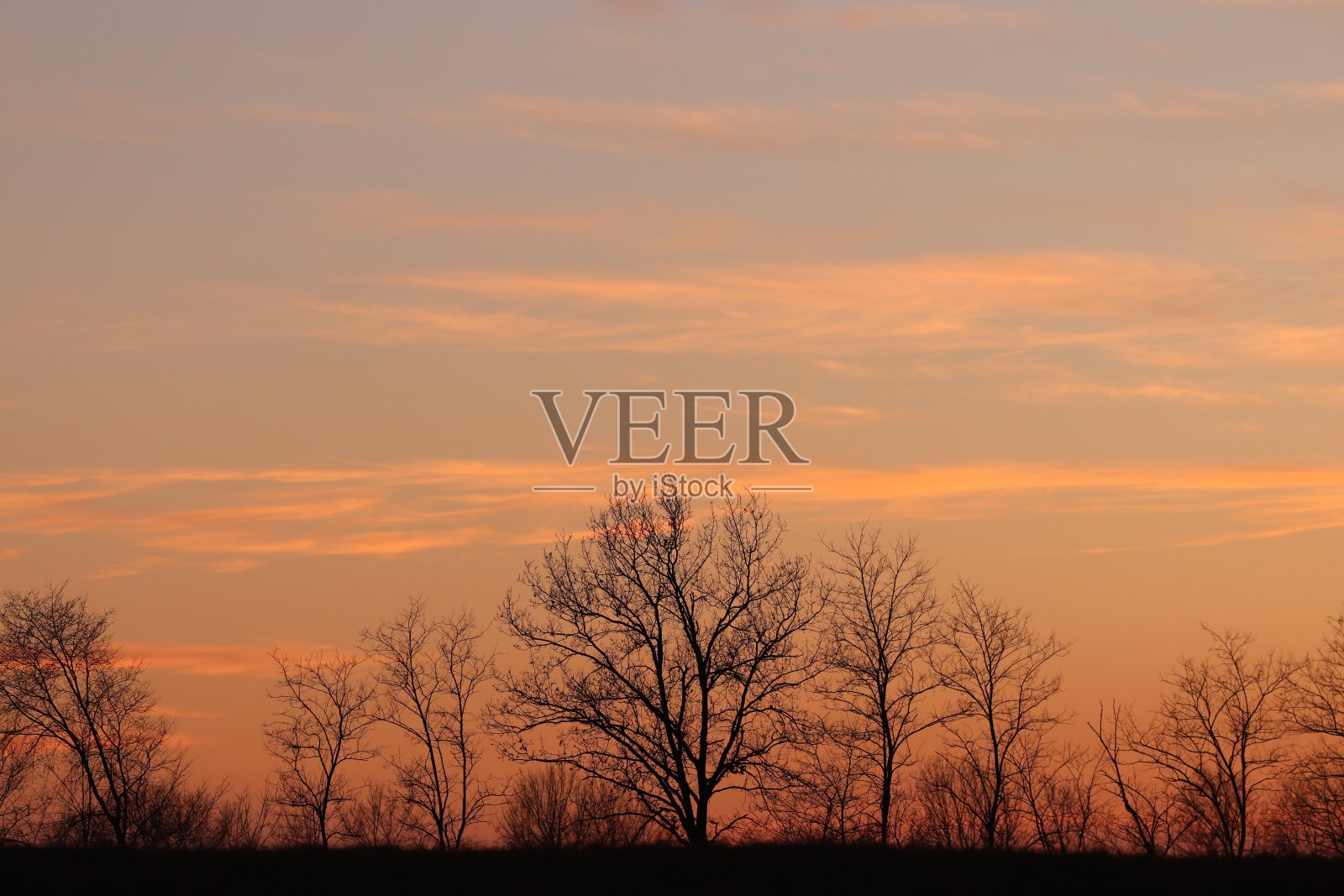 冬天的树照片摄影图片