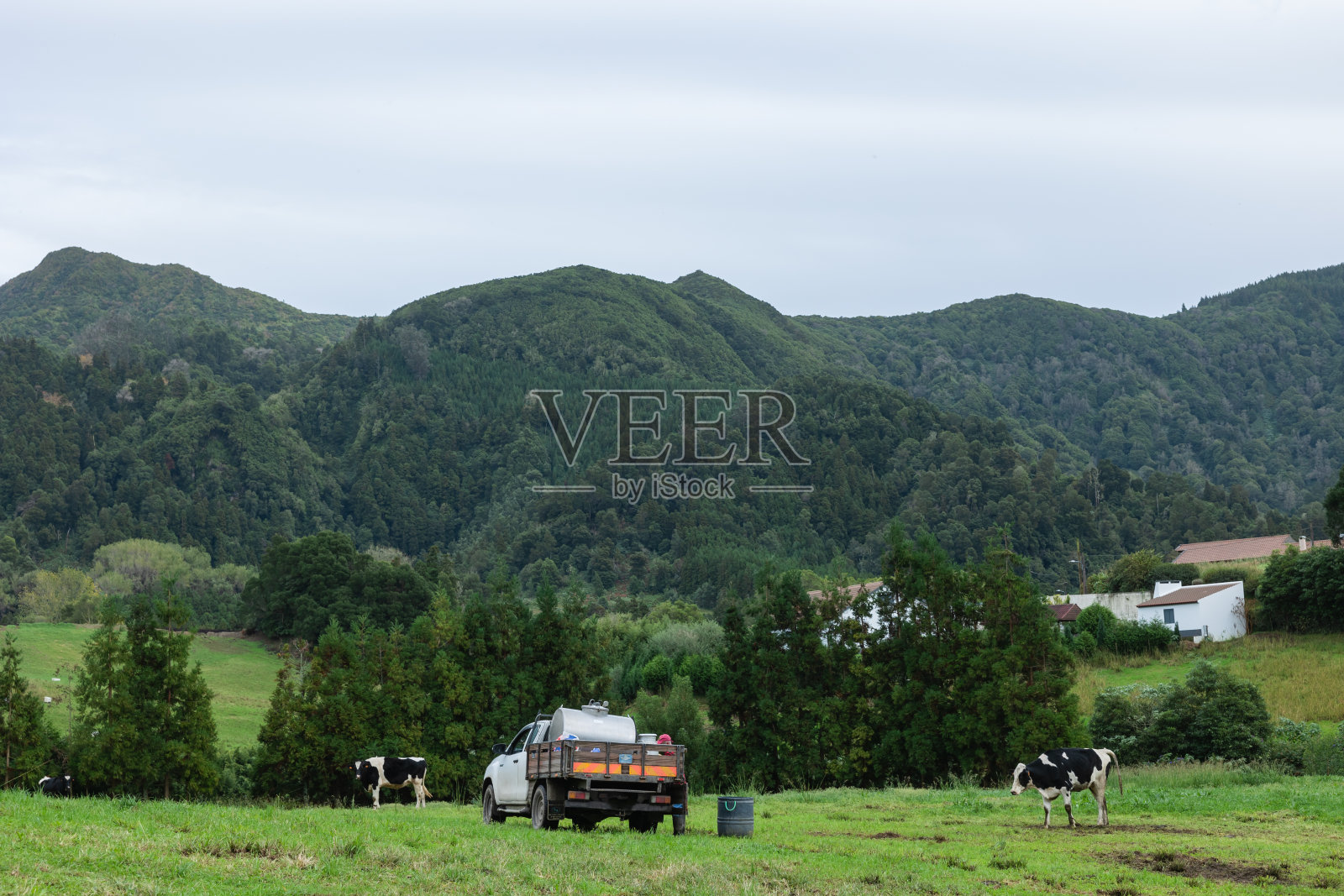 葡萄牙亚速尔群岛的圣米格尔有很多奶牛照片摄影图片