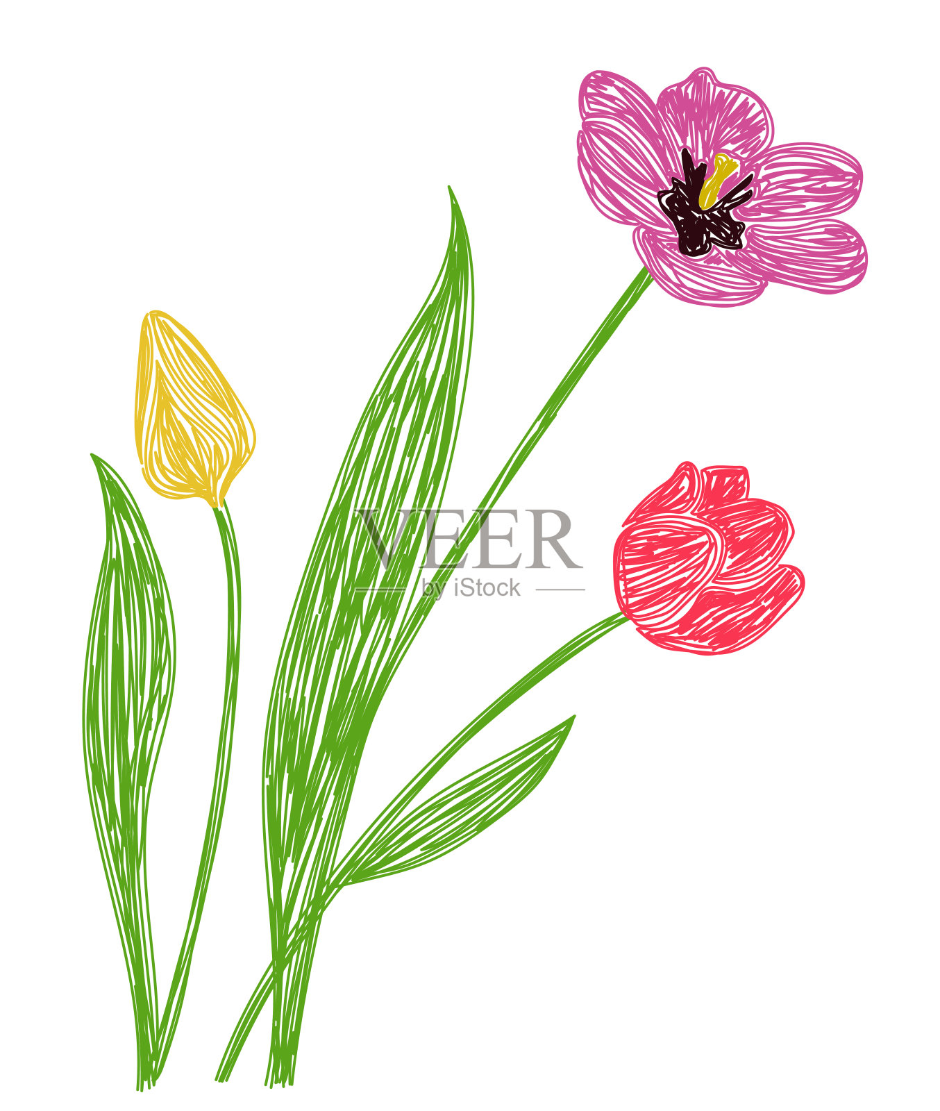 郁金香花。手绘花卉矢量插图。用钢笔或马克笔画草图。手绘设计打印。自然铅笔画插画图片素材