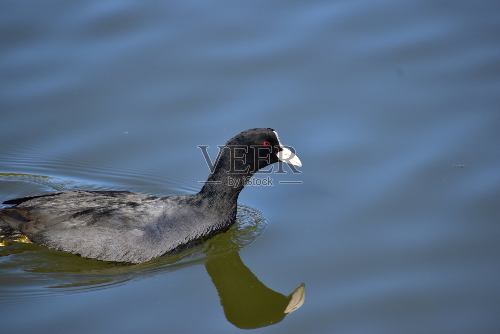 一种叫白骨顶的鸟的肖像照片摄影图片