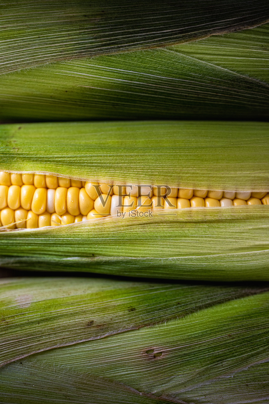 特写的玉米黑暗的心情照片摄影图片