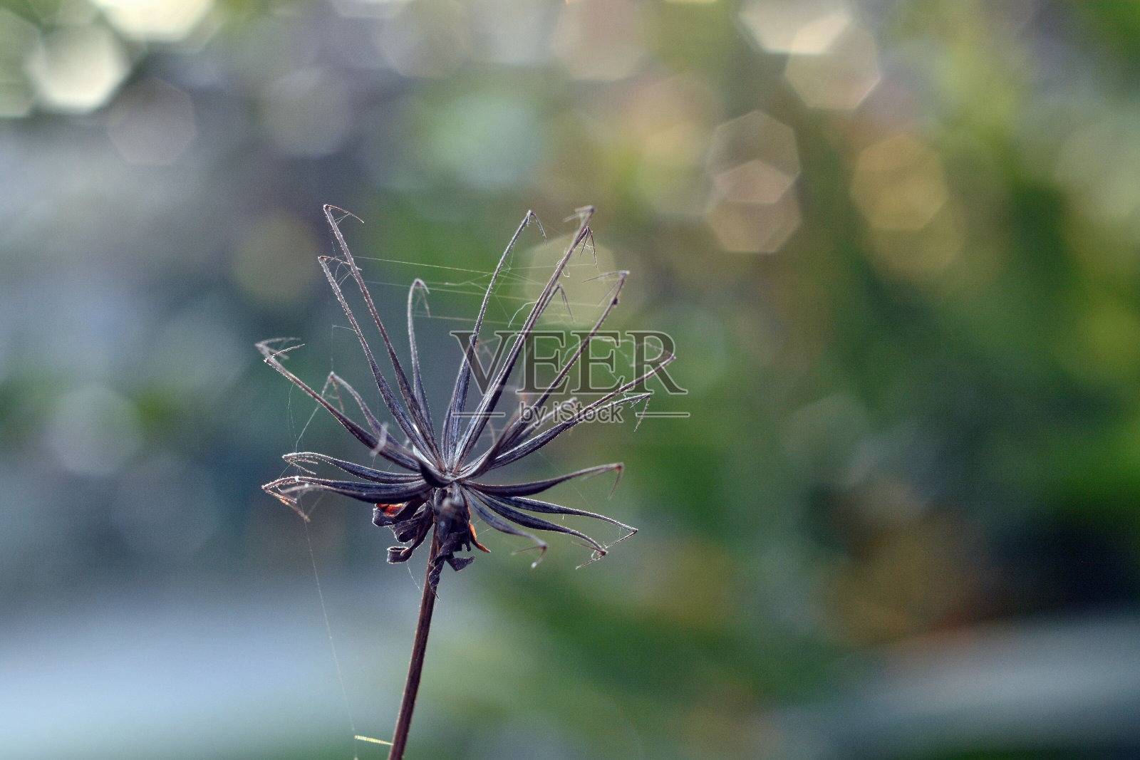 覆盖有蜘蛛网的鬼针草浅焦点照片摄影图片