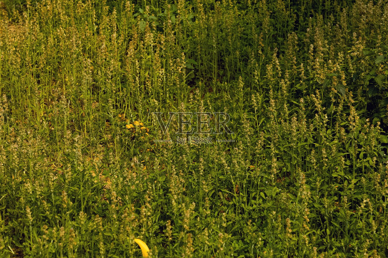 热带纹理的背景与绿色野生植物叶子，天然壁纸照片摄影图片