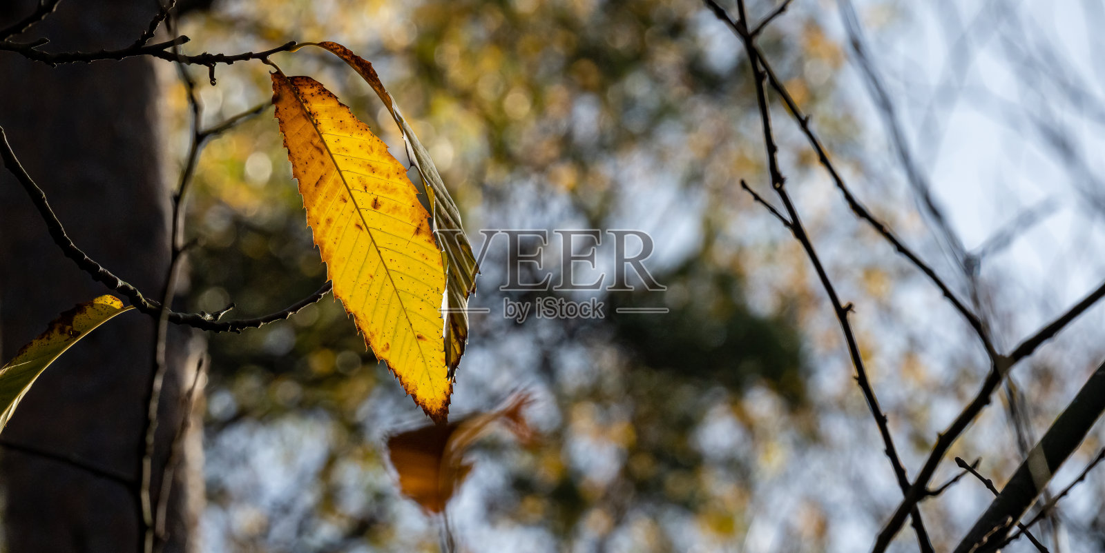 秋叶在风中飘动照片摄影图片