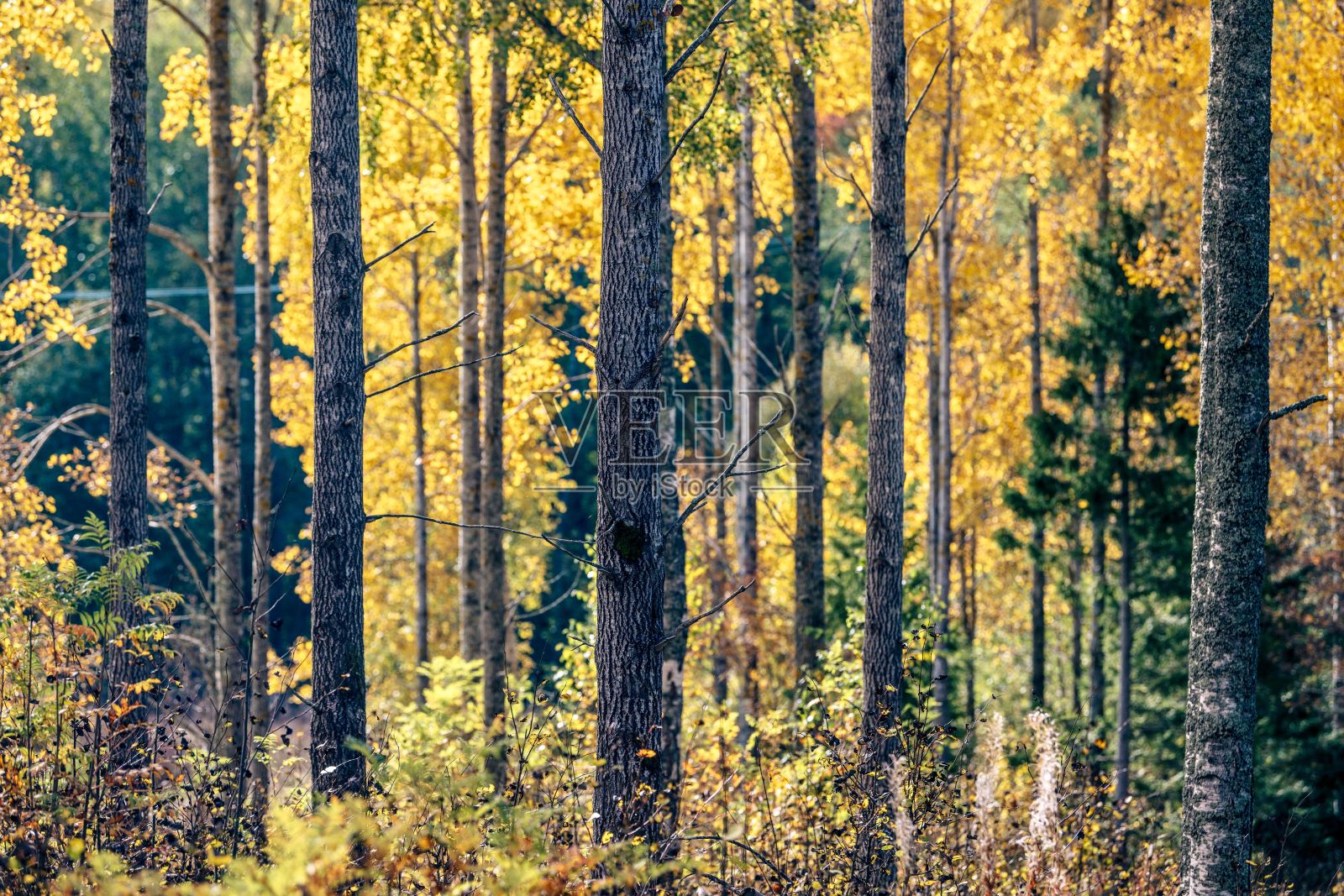 特写镜头的树干和绿叶在秋天的森林在一个阳光灿烂的日子照片摄影图片