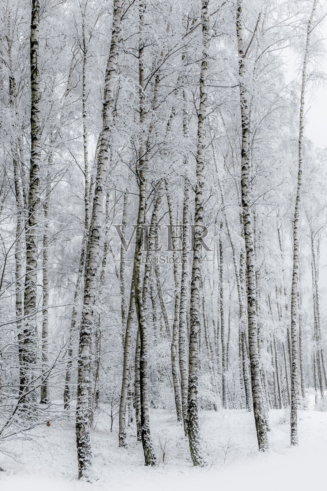 雪照片摄影图片