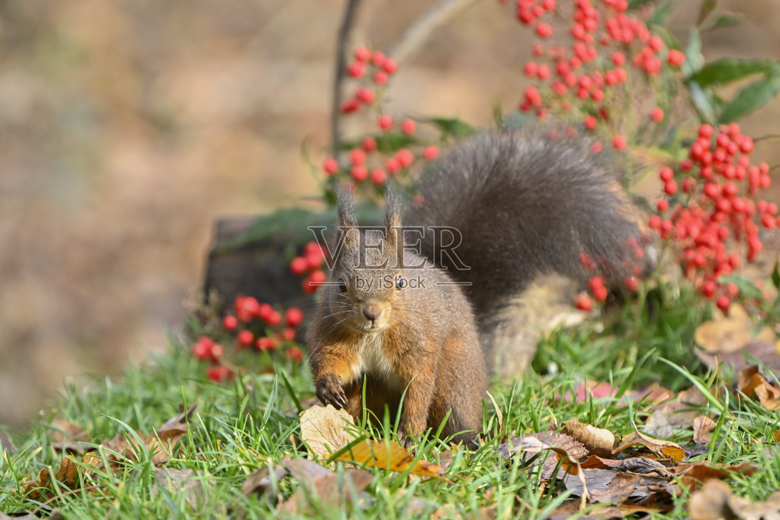 欧亚大陆秋天的红松鼠照片摄影图片