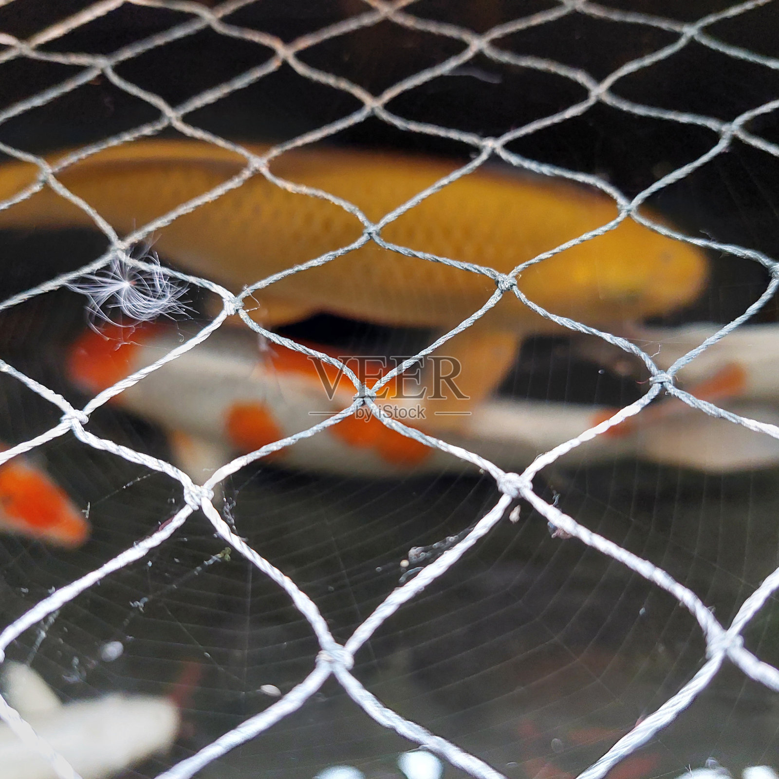 池塘里的锦鲤照片摄影图片