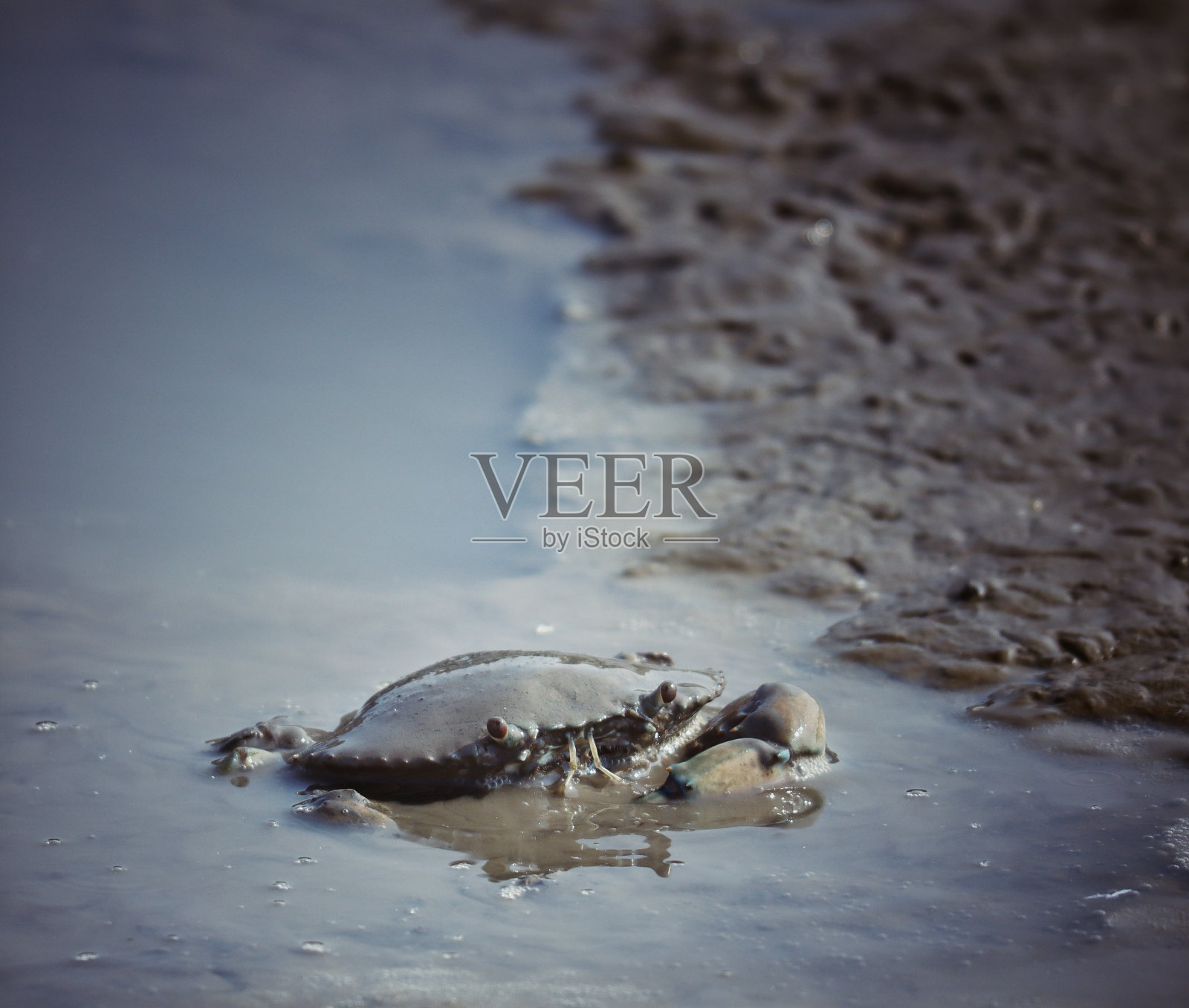 印度植物群和动物群照片摄影图片