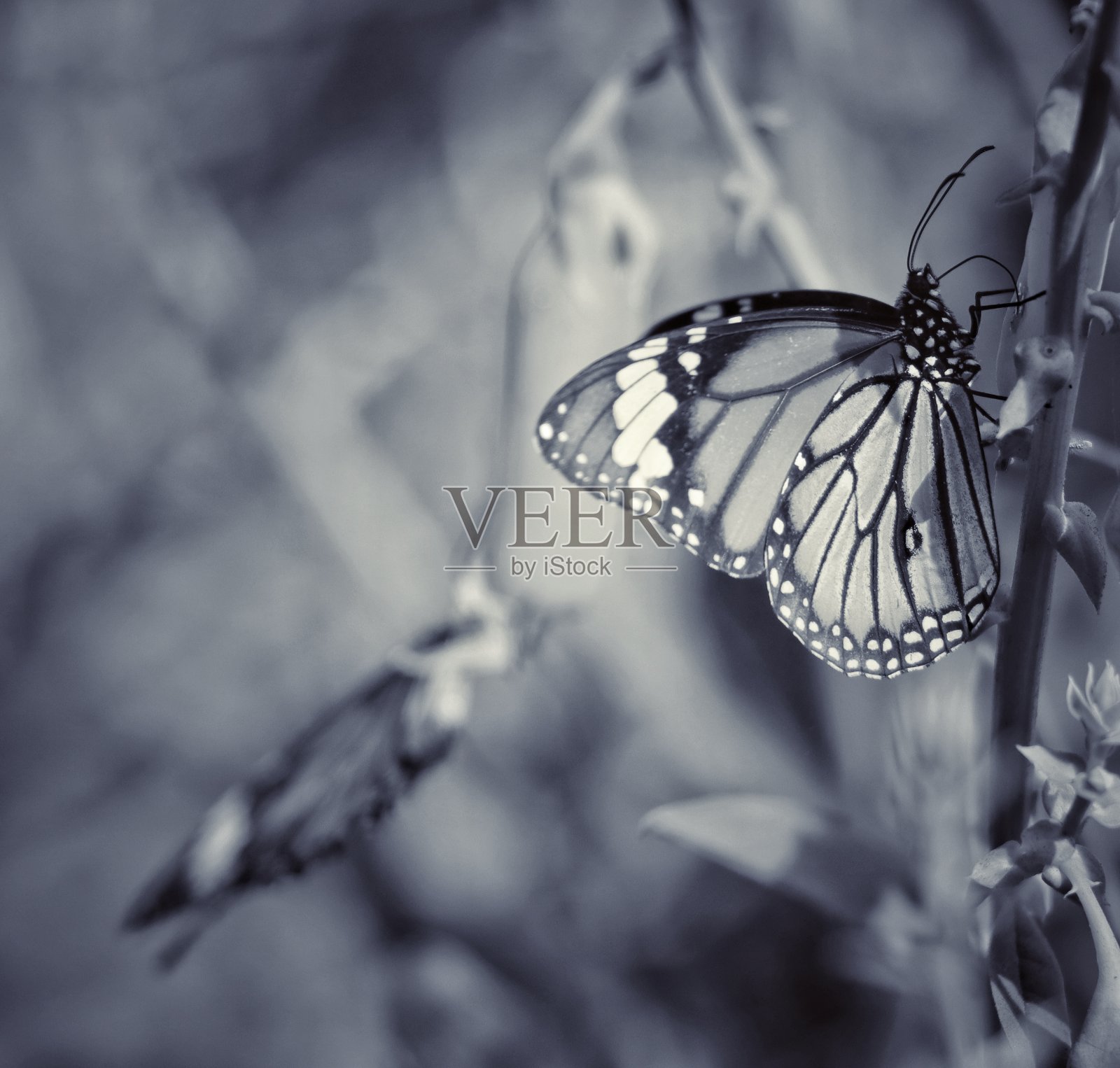 印度植物群和动物群照片摄影图片