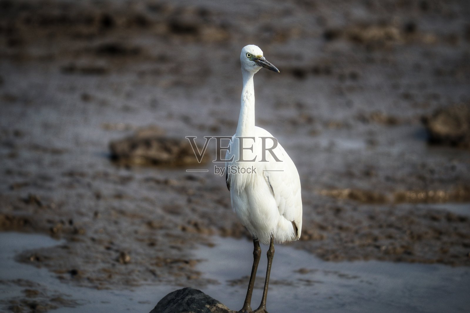 印度植物群和动物群照片摄影图片