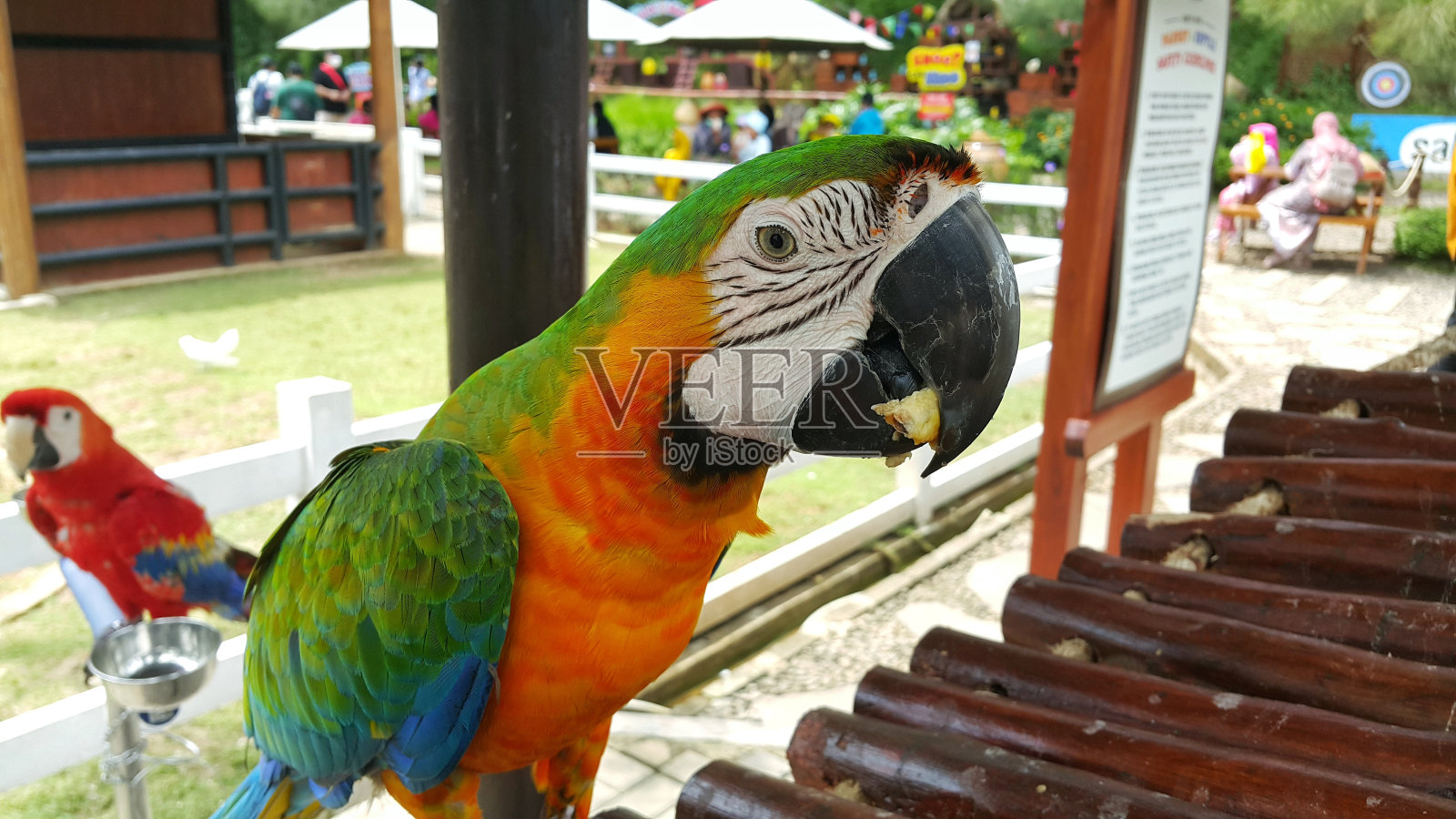 在一个旅游景点，一只站在笼子里的卡特琳娜金刚鹦鹉或彩虹金刚鹦鹉照片摄影图片