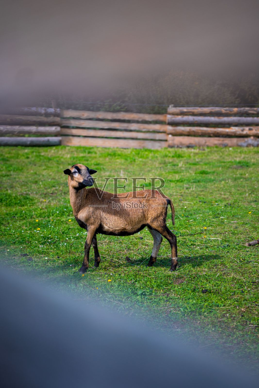 垂直拍摄一只棕色的喀麦隆小绵羊在绿色的农田里行走照片摄影图片