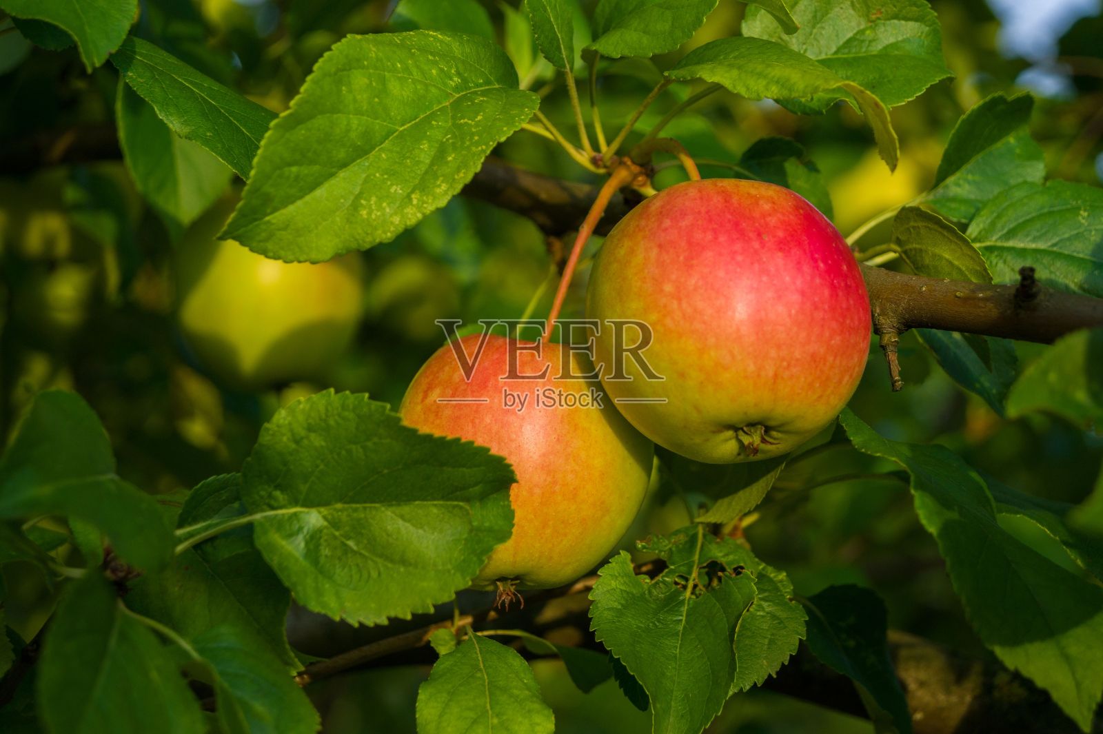 特写镜头的苹果发现生长在树枝上在野外照片摄影图片
