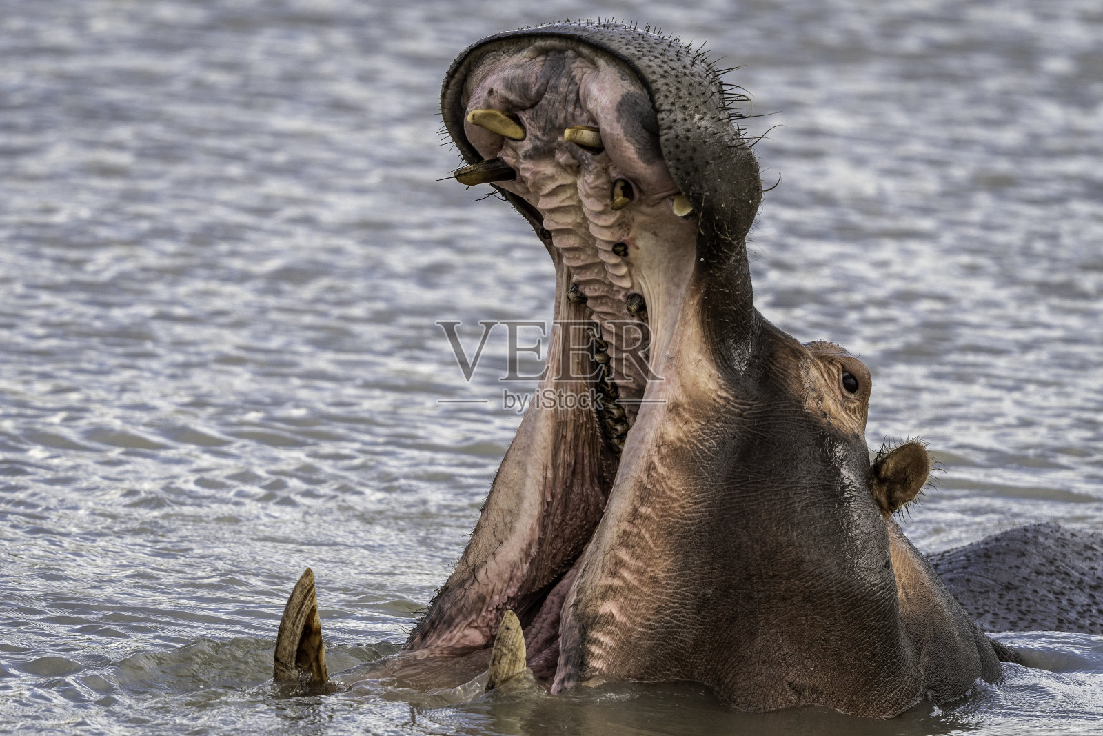 男Hippopautamus照片摄影图片