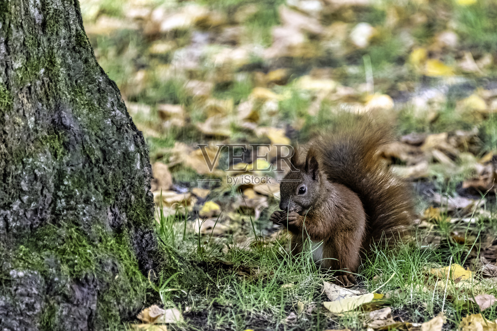 野生欧亚红松鼠(Sciurus vulgaris)在坎皮诺斯国家公园，马索维亚，波兰照片摄影图片