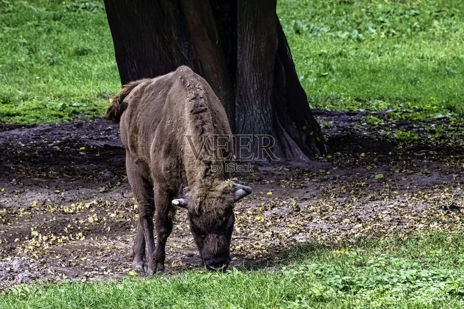 欧洲木野牛(bison bonasus)，也被称为wisent, zubr或欧洲水牛，生活在波兰比亚沃维耶扎森林照片摄影图片