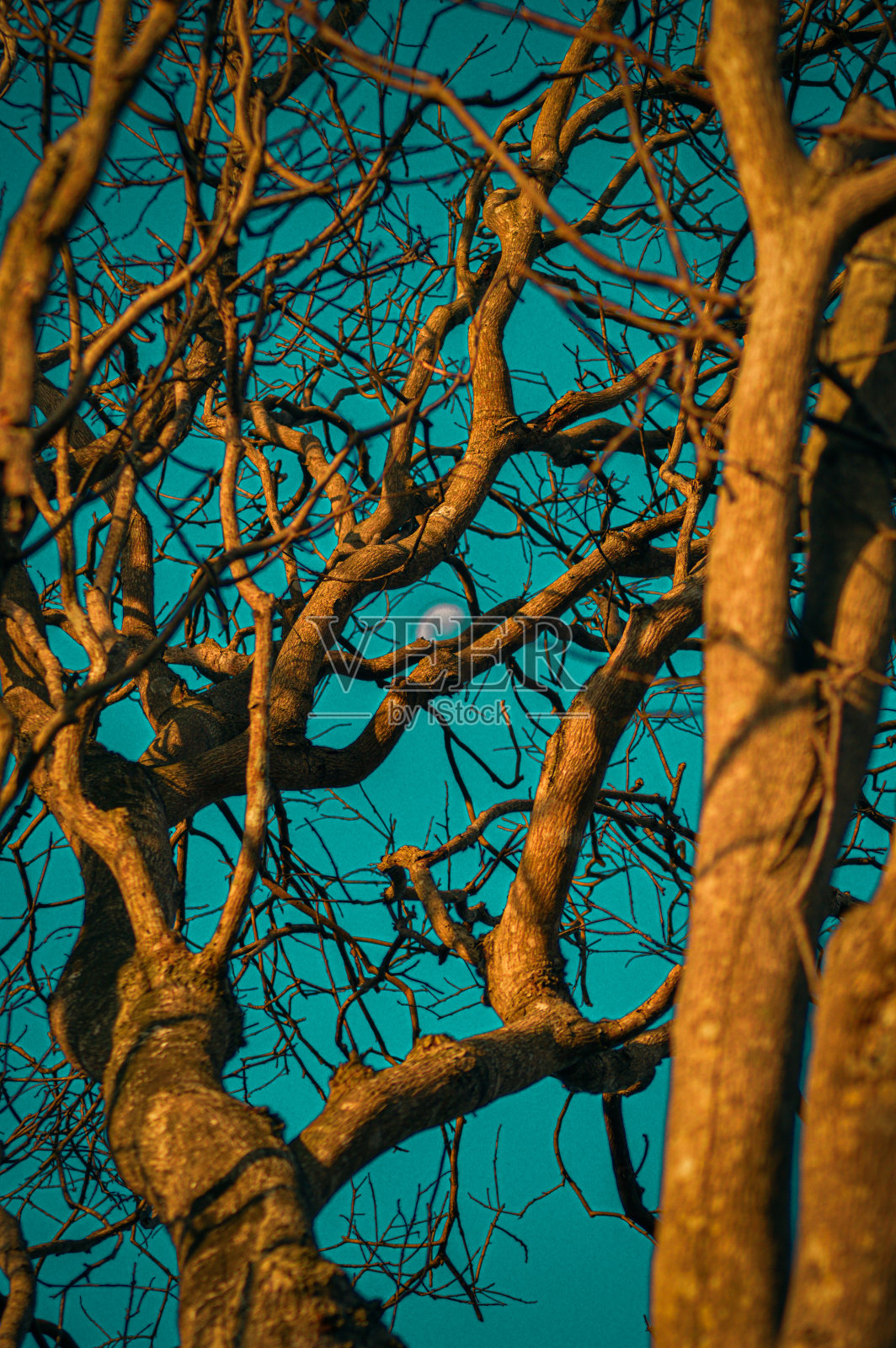 有许多树枝的树的照片照片摄影图片