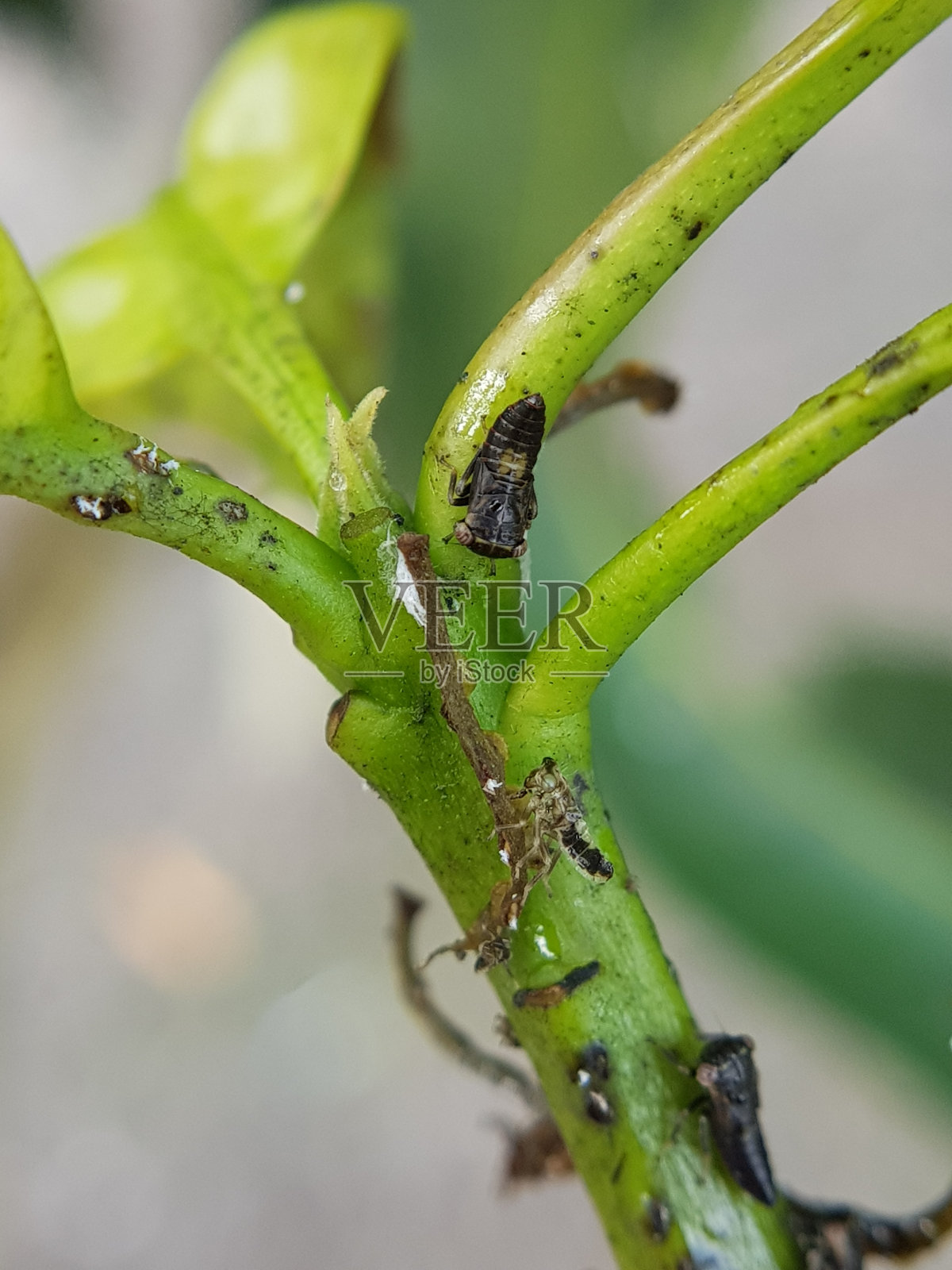 越南芒果花上的芒果叶跳伤。照片摄影图片