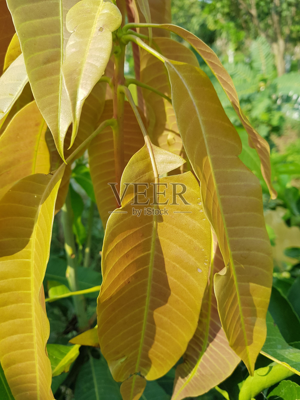 越南芒果切叶象甲(Deporaus marginatus)在芒果叶上受伤。照片摄影图片