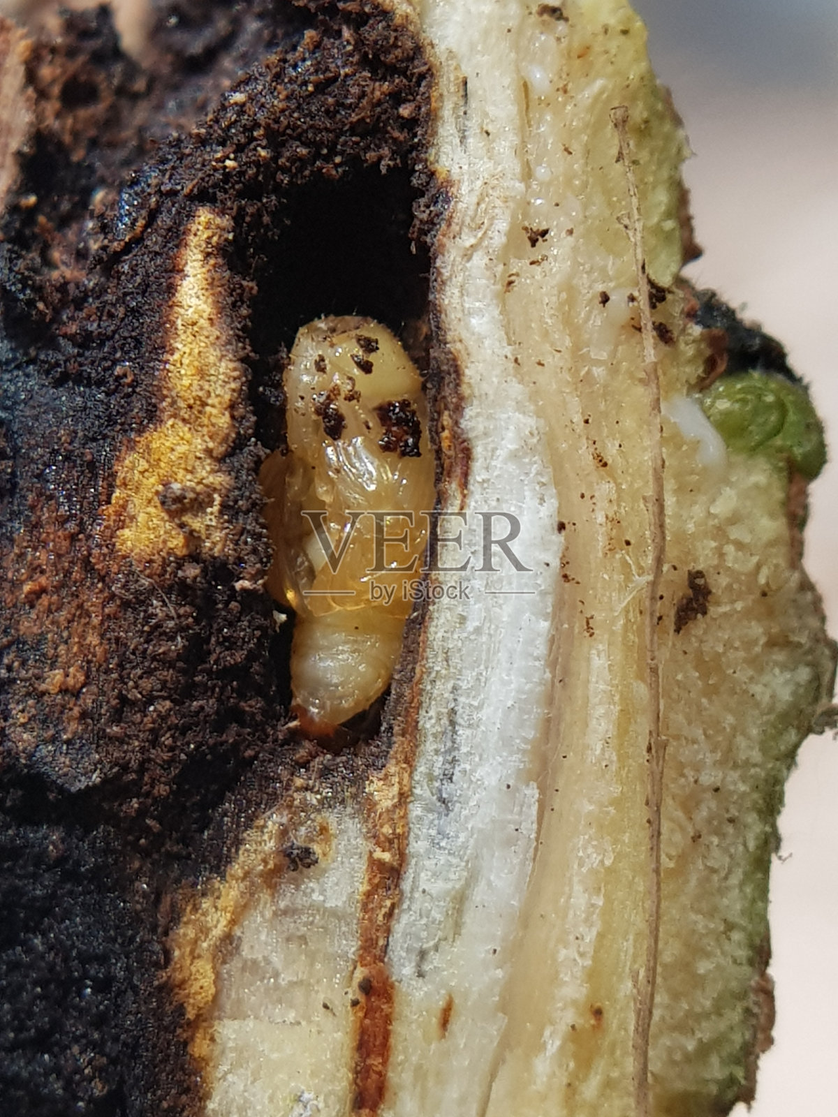 葫芦科的一种，攻击芒果树。具体来说，这种甲虫在芒果的芽中产卵，幼虫会在芽中进食。照片摄影图片