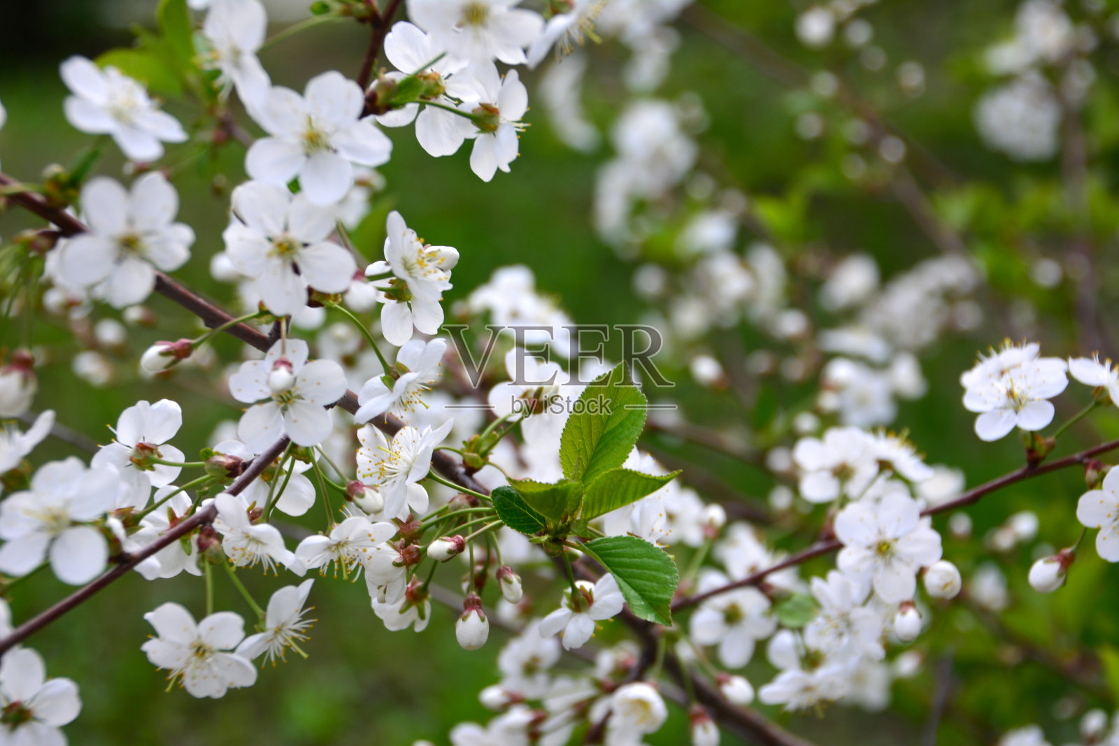 苹果树树枝上的白色花朵与背景上的绿叶隔离，特写照片摄影图片