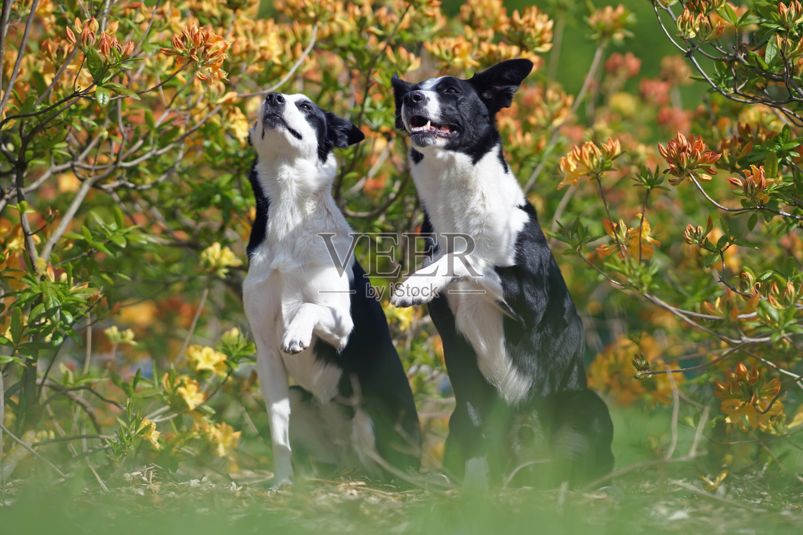 夏天，两只可爱的黑白短毛边境牧羊犬(雄性和雌性)举起爪子坐在公园里，旁边是盛开的黄色杜鹃花灌木照片摄影图片
