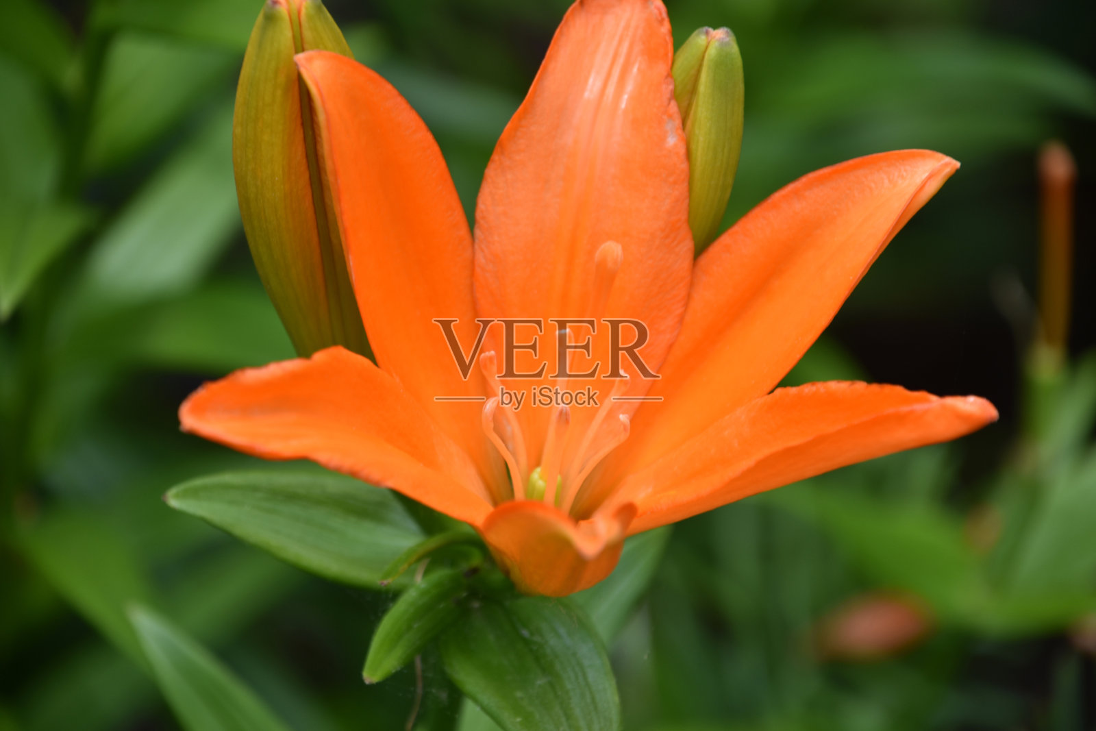 盛开的柑橘黄花菜在花园里盛开和开花照片摄影图片