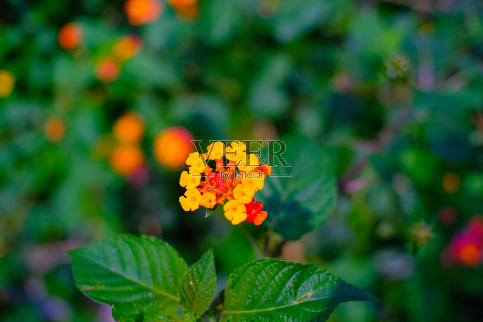 桔黄色的花在篱笆边上照片摄影图片