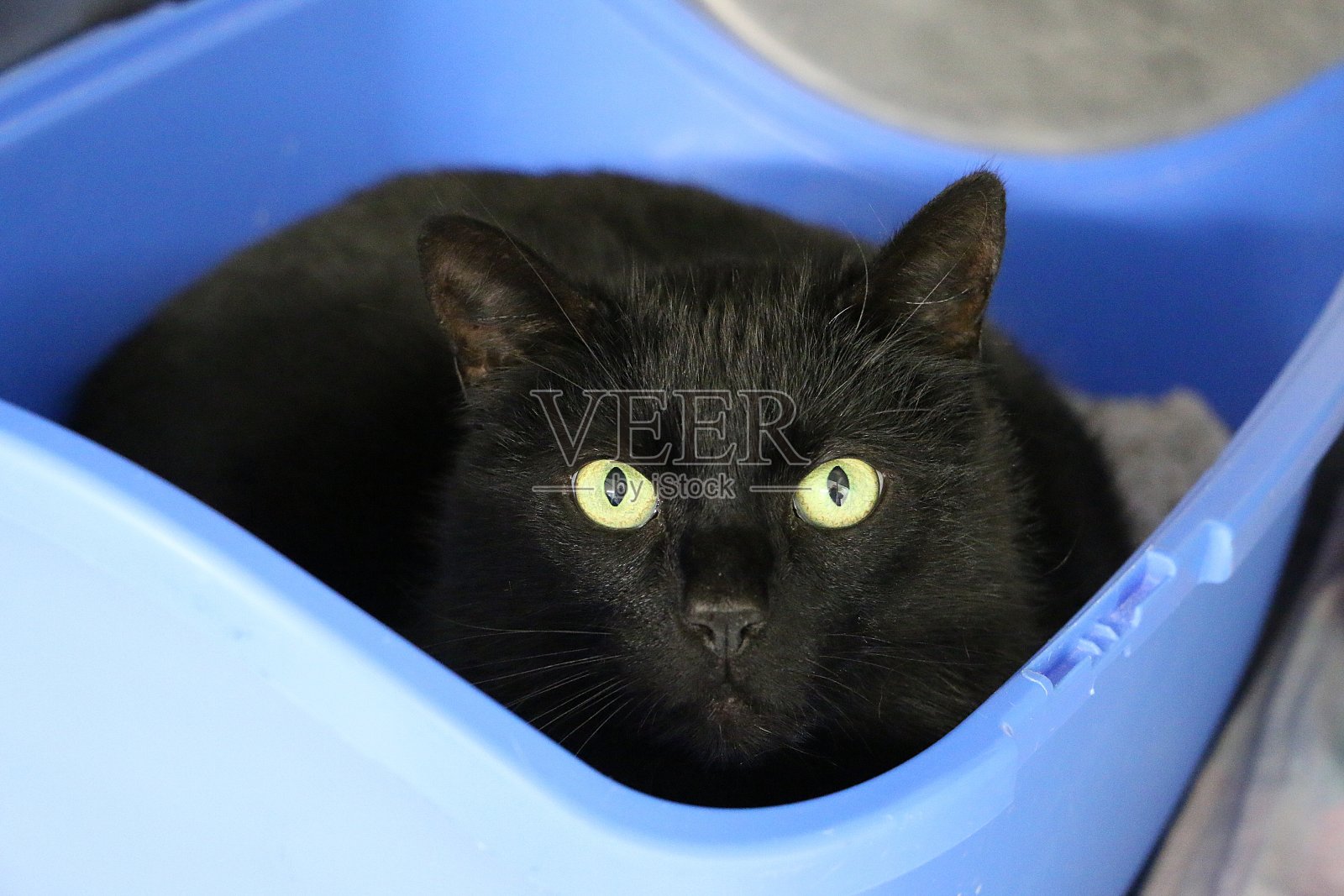一只黑猫躺在一个蓝色的猫砂盒里照片摄影图片