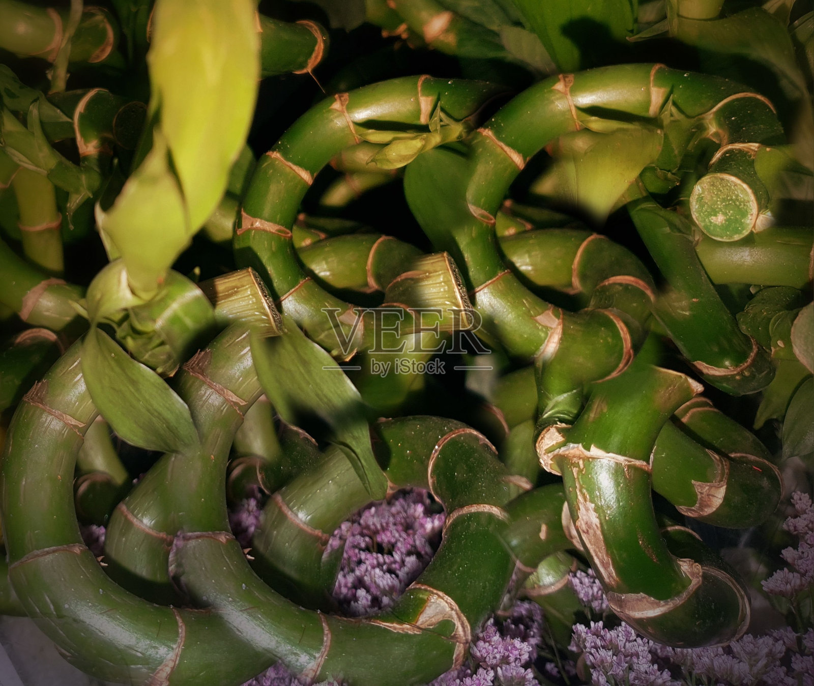 美丽的景色，一个缠绕的绿色藤蔓互联在花园里照片摄影图片