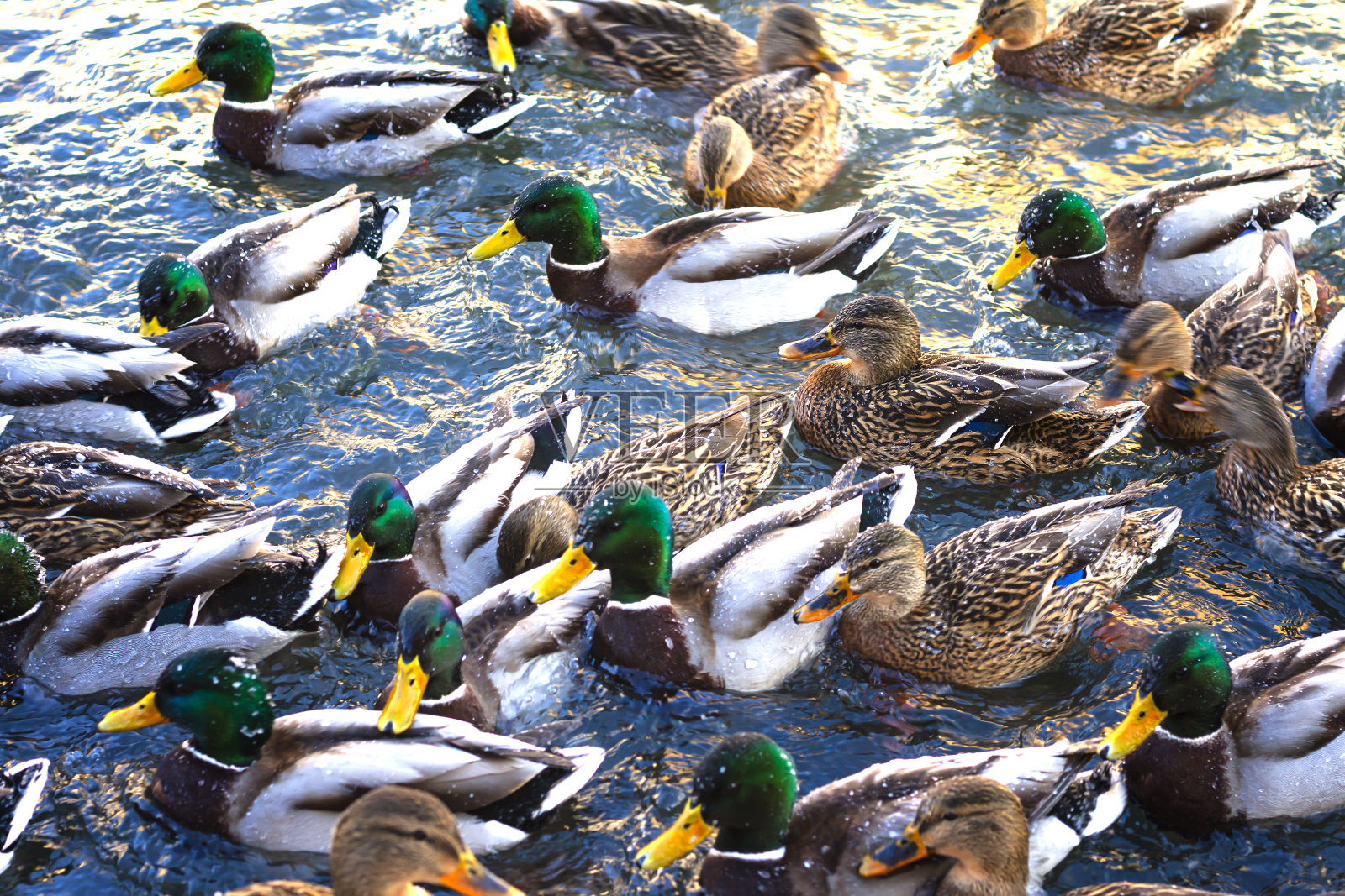 河面野鸭群，选择性聚焦。河面上霜冻的冬日，下雪，阳光明媚。肉欲的照片摄影图片