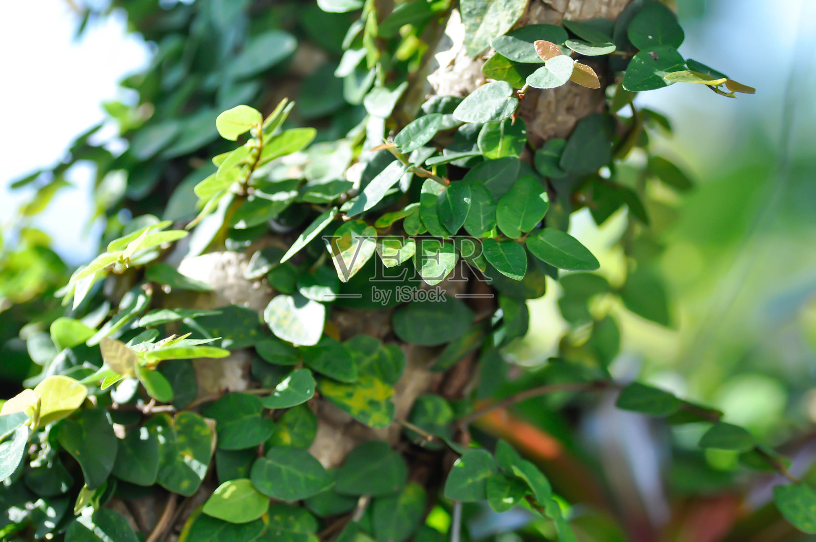 爬山虎或 creeping fig照片摄影图片